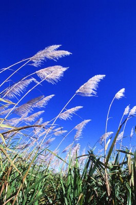 sugarcane_field